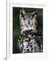 Spotted Eagle-Owl Captive, France-Eric Baccega-Framed Photographic Print