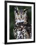 Spotted Eagle-Owl Captive, France-Eric Baccega-Framed Photographic Print