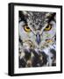 Spotted Eagle-Owl Captive, France-Eric Baccega-Framed Photographic Print