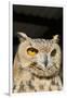 Spotted Eagle Owl Closeup-Hal Beral-Framed Photographic Print