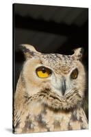 Spotted Eagle Owl Closeup-Hal Beral-Stretched Canvas