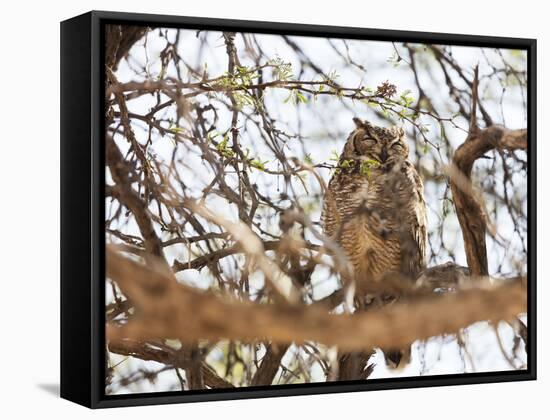 Spotted eagle owl , Kgalagadi Transfrontier Park, Kalahari, Northern Cape, South Africa, Africa-Christian Kober-Framed Stretched Canvas