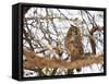 Spotted eagle owl , Kgalagadi Transfrontier Park, Kalahari, Northern Cape, South Africa, Africa-Christian Kober-Framed Stretched Canvas