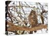 Spotted eagle owl , Kgalagadi Transfrontier Park, Kalahari, Northern Cape, South Africa, Africa-Christian Kober-Stretched Canvas
