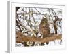 Spotted eagle owl , Kgalagadi Transfrontier Park, Kalahari, Northern Cape, South Africa, Africa-Christian Kober-Framed Photographic Print