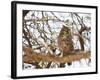 Spotted eagle owl , Kgalagadi Transfrontier Park, Kalahari, Northern Cape, South Africa, Africa-Christian Kober-Framed Photographic Print