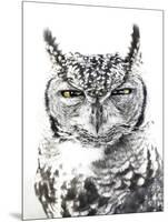 Spotted Eagle Owl, Kgalagadi Transfrontier Park, South Africa-James Hager-Mounted Photographic Print