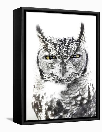Spotted Eagle Owl, Kgalagadi Transfrontier Park, South Africa-James Hager-Framed Stretched Canvas
