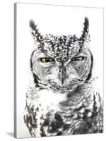 Spotted Eagle Owl, Kgalagadi Transfrontier Park, South Africa-James Hager-Stretched Canvas