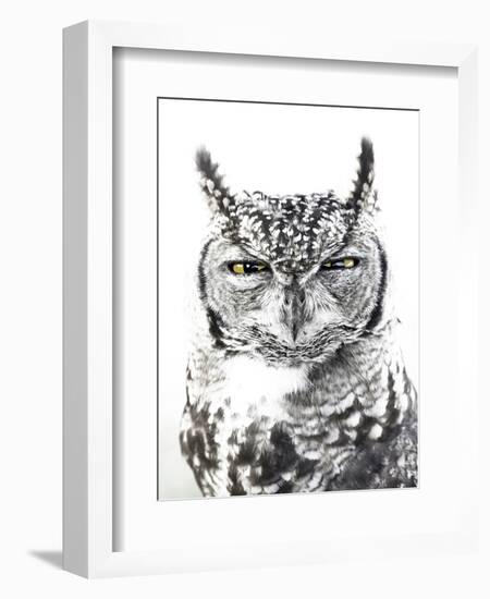 Spotted Eagle Owl, Kgalagadi Transfrontier Park, South Africa-James Hager-Framed Premium Photographic Print