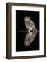 Spotted eagle owl subadult, KwaZulu-Natal, South Africa-Ann & Steve Toon-Framed Photographic Print