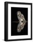 Spotted eagle owl subadult, KwaZulu-Natal, South Africa-Ann & Steve Toon-Framed Photographic Print