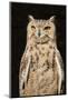 Spotted Eagle Owl-Hal Beral-Mounted Photographic Print