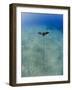 Spotted Eagle Ray (Aetobatis Narinari) Juvenile over Sandy Ocean Floor, from Above, Naama Bay-Mark Doherty-Framed Photographic Print