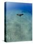 Spotted Eagle Ray (Aetobatis Narinari) Juvenile over Sandy Ocean Floor, from Above, Naama Bay-Mark Doherty-Stretched Canvas