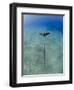 Spotted Eagle Ray (Aetobatis Narinari) Juvenile over Sandy Ocean Floor, from Above, Naama Bay-Mark Doherty-Framed Photographic Print