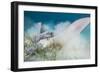 Spotted Eagle Ray (Aetobatus Narinari) Feeding by Digging-Alex Mustard-Framed Photographic Print