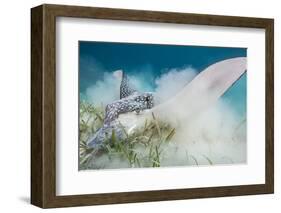 Spotted Eagle Ray (Aetobatus Narinari) Feeding by Digging-Alex Mustard-Framed Photographic Print