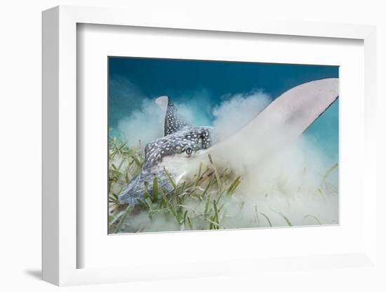 Spotted Eagle Ray (Aetobatus Narinari) Feeding by Digging-Alex Mustard-Framed Photographic Print