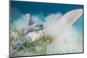 Spotted Eagle Ray (Aetobatus Narinari) Feeding by Digging-Alex Mustard-Mounted Photographic Print