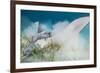 Spotted Eagle Ray (Aetobatus Narinari) Feeding by Digging-Alex Mustard-Framed Photographic Print