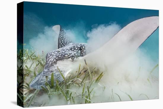 Spotted Eagle Ray (Aetobatus Narinari) Feeding by Digging-Alex Mustard-Stretched Canvas