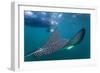 Spotted Eagle Ray (Aetobatus Narinari) Underwater, Leon Dormido Is, San Cristobal Island, Ecuador-Michael Nolan-Framed Photographic Print