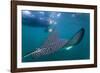 Spotted Eagle Ray (Aetobatus Narinari) Underwater, Leon Dormido Is, San Cristobal Island, Ecuador-Michael Nolan-Framed Photographic Print