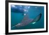 Spotted Eagle Ray (Aetobatus Narinari) Underwater, Leon Dormido Is, San Cristobal Island, Ecuador-Michael Nolan-Framed Photographic Print