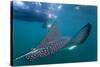 Spotted Eagle Ray (Aetobatus Narinari) Underwater, Leon Dormido Is, San Cristobal Island, Ecuador-Michael Nolan-Stretched Canvas