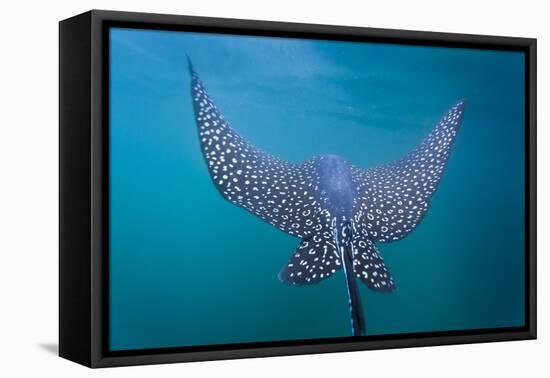 Spotted Eagle Ray (Aetobatus Narinari) Underwater, Leon Dormido Is, San Cristobal Island, Ecuador-Michael Nolan-Framed Stretched Canvas
