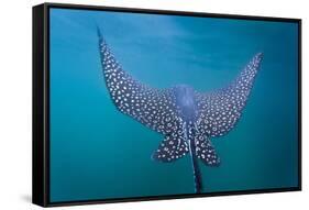 Spotted Eagle Ray (Aetobatus Narinari) Underwater, Leon Dormido Is, San Cristobal Island, Ecuador-Michael Nolan-Framed Stretched Canvas