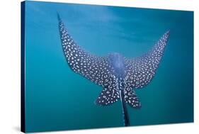 Spotted Eagle Ray (Aetobatus Narinari) Underwater, Leon Dormido Is, San Cristobal Island, Ecuador-Michael Nolan-Stretched Canvas