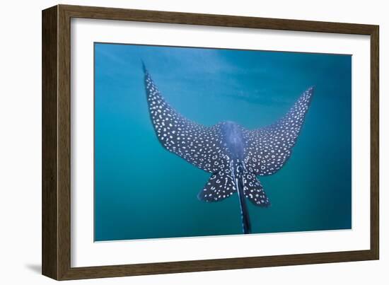 Spotted Eagle Ray (Aetobatus Narinari) Underwater, Leon Dormido Is, San Cristobal Island, Ecuador-Michael Nolan-Framed Photographic Print