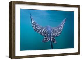 Spotted Eagle Ray (Aetobatus Narinari) Underwater, Leon Dormido Is, San Cristobal Island, Ecuador-Michael Nolan-Framed Photographic Print