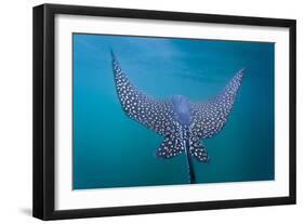 Spotted Eagle Ray (Aetobatus Narinari) Underwater, Leon Dormido Is, San Cristobal Island, Ecuador-Michael Nolan-Framed Photographic Print