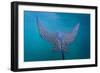 Spotted Eagle Ray (Aetobatus Narinari) Underwater, Leon Dormido Is, San Cristobal Island, Ecuador-Michael Nolan-Framed Photographic Print