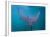 Spotted Eagle Ray (Aetobatus Narinari) Underwater, Leon Dormido Is, San Cristobal Island, Ecuador-Michael Nolan-Framed Photographic Print