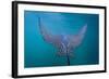 Spotted Eagle Ray (Aetobatus Narinari) Underwater, Leon Dormido Is, San Cristobal Island, Ecuador-Michael Nolan-Framed Photographic Print