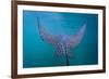 Spotted Eagle Ray (Aetobatus Narinari) Underwater, Leon Dormido Is, San Cristobal Island, Ecuador-Michael Nolan-Framed Photographic Print