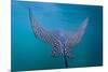 Spotted Eagle Ray (Aetobatus Narinari) Underwater, Leon Dormido Is, San Cristobal Island, Ecuador-Michael Nolan-Mounted Photographic Print