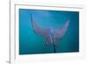 Spotted Eagle Ray (Aetobatus Narinari) Underwater, Leon Dormido Is, San Cristobal Island, Ecuador-Michael Nolan-Framed Photographic Print