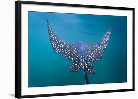 Spotted Eagle Ray (Aetobatus Narinari) Underwater, Leon Dormido Is, San Cristobal Island, Ecuador-Michael Nolan-Framed Photographic Print