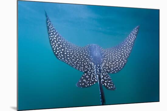 Spotted Eagle Ray (Aetobatus Narinari) Underwater, Leon Dormido Is, San Cristobal Island, Ecuador-Michael Nolan-Mounted Photographic Print