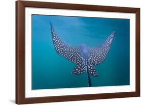 Spotted Eagle Ray (Aetobatus Narinari) Underwater, Leon Dormido Is, San Cristobal Island, Ecuador-Michael Nolan-Framed Photographic Print