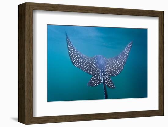 Spotted Eagle Ray (Aetobatus Narinari) Underwater, Leon Dormido Is, San Cristobal Island, Ecuador-Michael Nolan-Framed Photographic Print