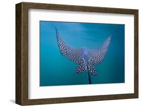 Spotted Eagle Ray (Aetobatus Narinari) Underwater, Leon Dormido Is, San Cristobal Island, Ecuador-Michael Nolan-Framed Photographic Print