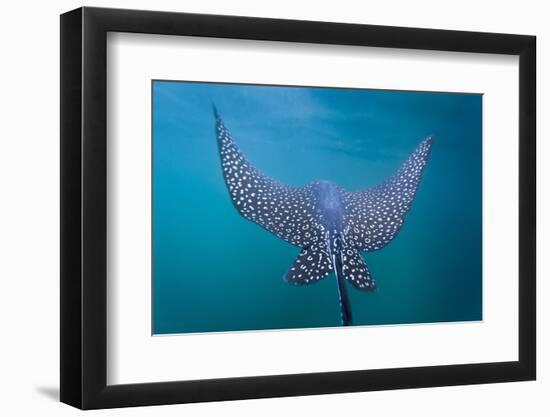 Spotted Eagle Ray (Aetobatus Narinari) Underwater, Leon Dormido Is, San Cristobal Island, Ecuador-Michael Nolan-Framed Photographic Print