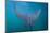 Spotted Eagle Ray (Aetobatus Narinari) Underwater, Leon Dormido Is, San Cristobal Island, Ecuador-Michael Nolan-Mounted Photographic Print