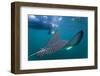 Spotted Eagle Ray (Aetobatus Narinari) Underwater, Leon Dormido Is, San Cristobal Island, Ecuador-Michael Nolan-Framed Photographic Print